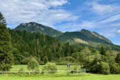 Waldsiedel - Foto: Franz Peter Stadler