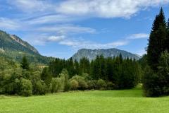 Waldsiedel - Foto: Franz Peter Stadler