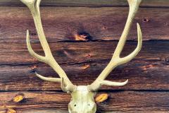 Waldsiedel - Foto: Franz Peter Stadler