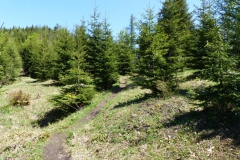 Wanderweg Spielmäuer