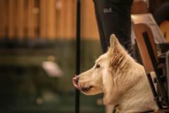 Wolfgang Niegelhell - Foto: Anna Scherfler