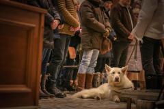 Wolfgang Niegelhell - Foto: Anna Scherfler