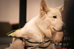 Wolfgang Niegelhell - Foto: Anna Scherfler