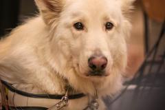 Wolfgang Niegelhell - Foto: Anna Scherfler