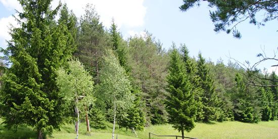 Halltaler Waldtage