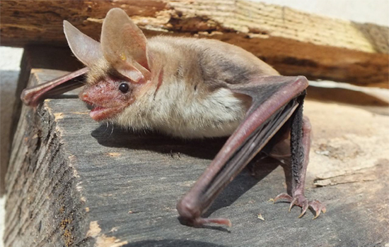 Fledermaus-Exkursion Fledermaus-Exkursion