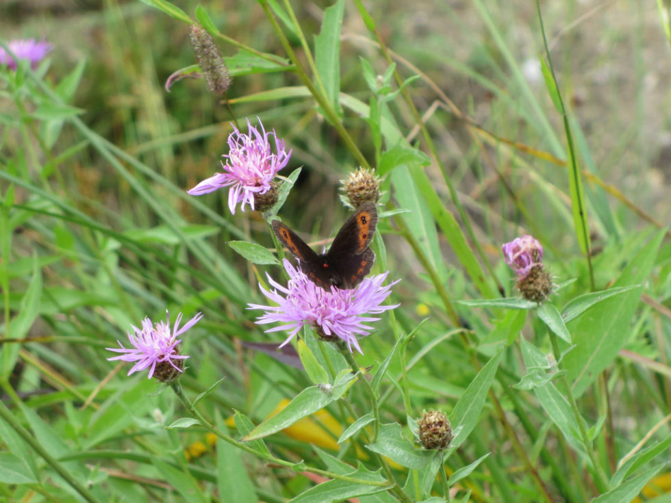 RAW & WILD RETREAT im Mariazeller Land RAW & WILD RETREAT im Mariazeller Land