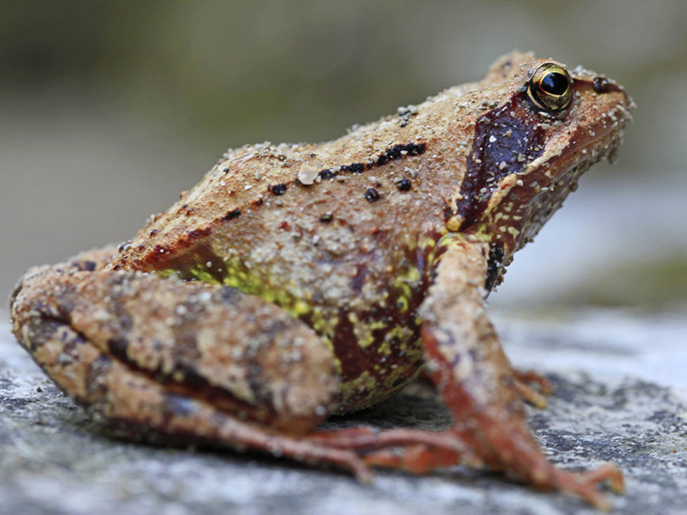 (c) Uwe Grinzinger: Frosch an der Taugl (Salzburg) (c) Uwe Grinzinger: Frosch an der Taugl (Salzburg)