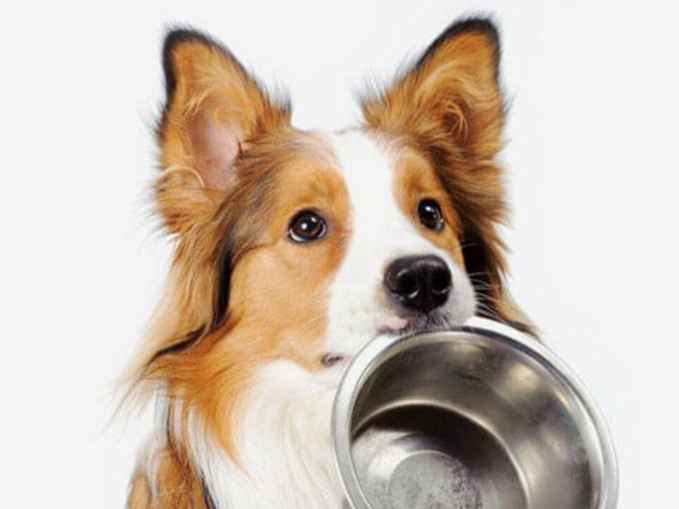Symbolfoto, Stibis Hundparadies Symbolfoto, Stibis Hundparadies