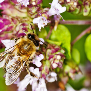 Biene auf Thymian, Foto: INGImage