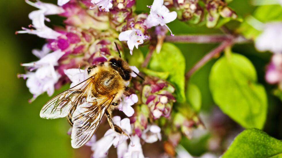 Biene auf Thymian, Foto: INGImage