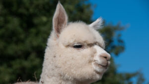 Alpaka, Foto: INGImage