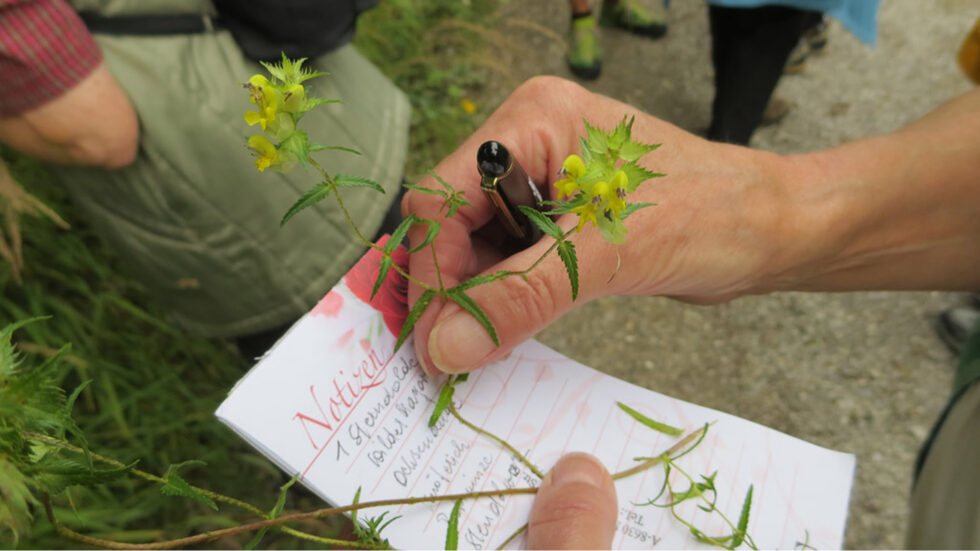 Kräuterwanderung - Foto: Mariazell Online