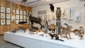 Naturkundemuseum Heimathaus Mariazell, Foto: Fred Lindmoser