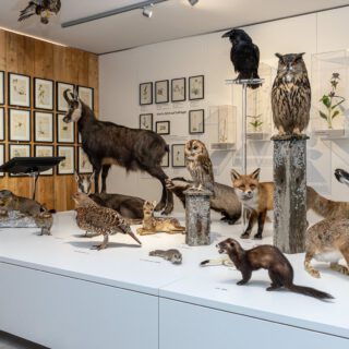Naturkundemuseum Heimathaus Mariazell, Foto: Fred Lindmoser