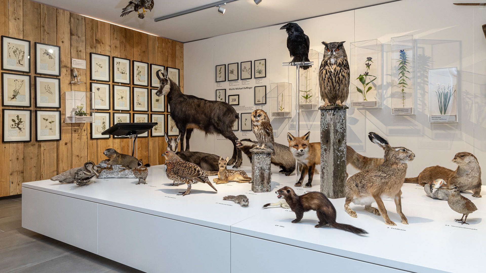 Naturkundemuseum Heimathaus Mariazell, Foto: Fred Lindmoser