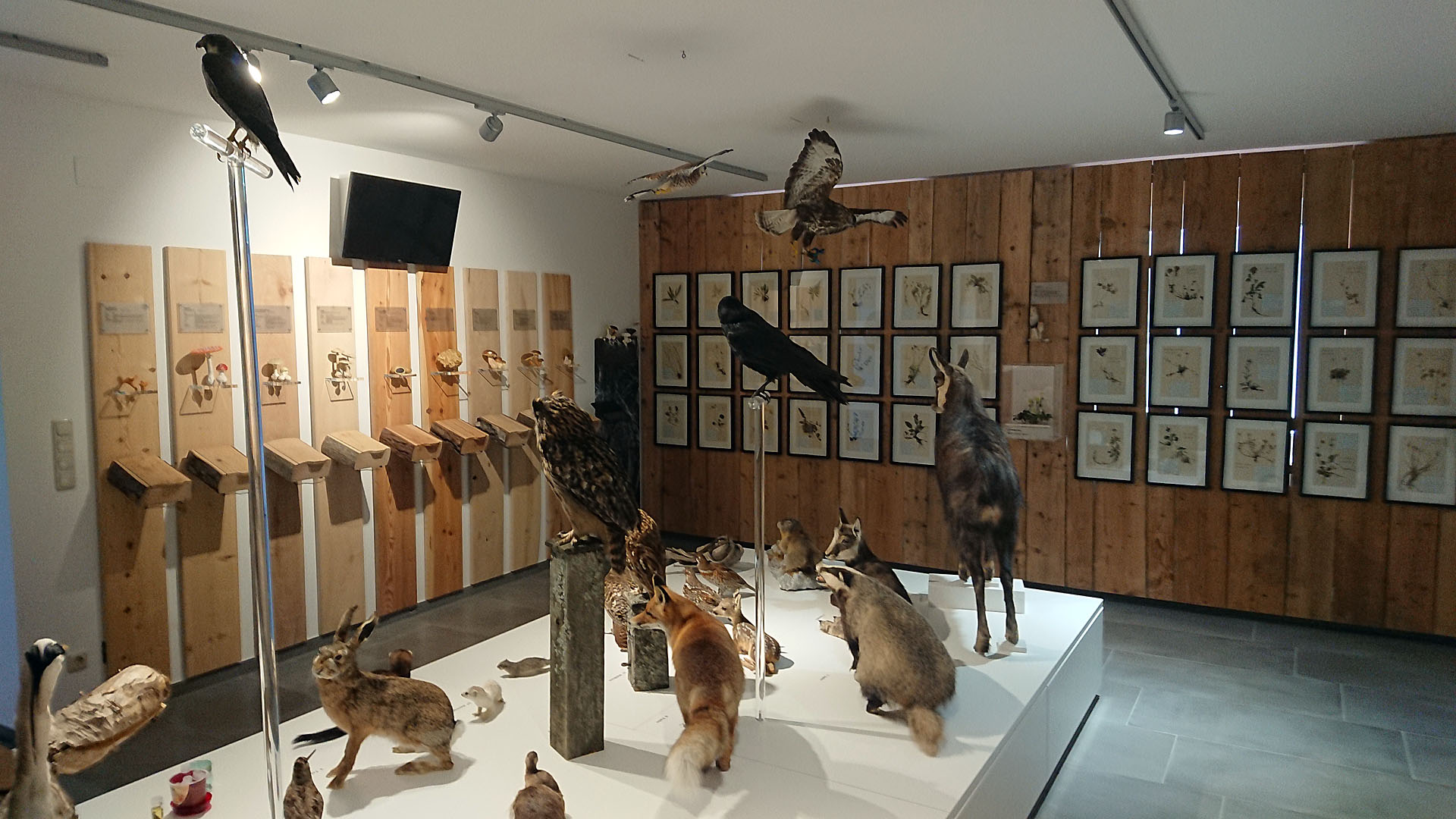 Naturmuseum im Heimathaus - Foto: Mariazell Online