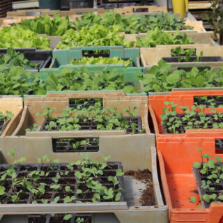 Biogarten & Gemüsevielfalt - Foto: IM SALZATAL