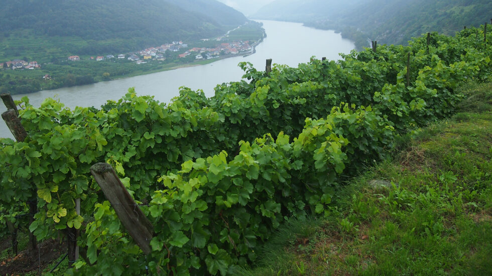Weinreise - Foto: Ulrike Schweiger