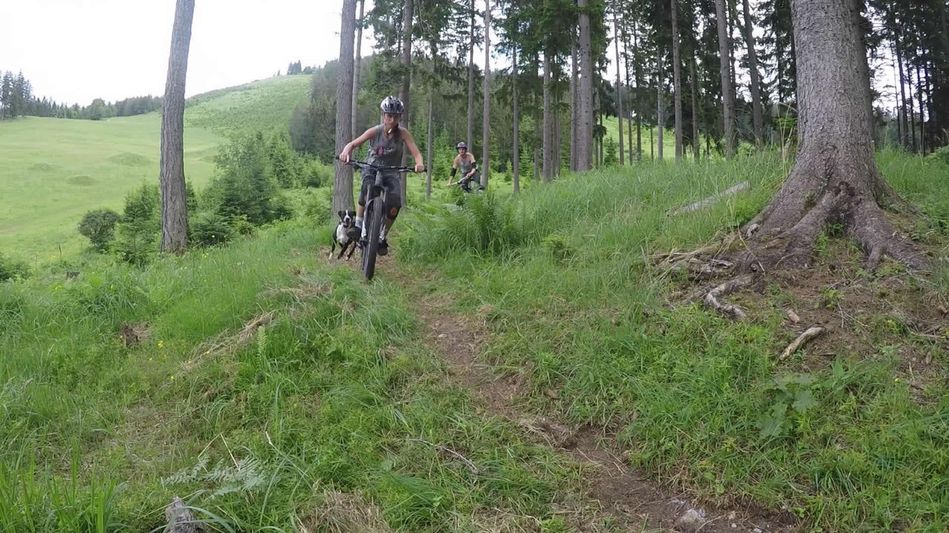 Singletrails Josefsberg - Foto: MTB Josefsberg