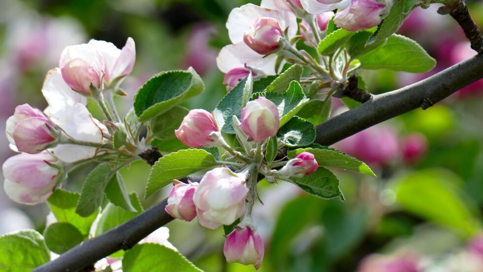 Obstbaumblüte - Foto: INGImage