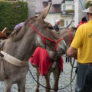 Eselsegnung 2022 - Foto: Josef Kuss