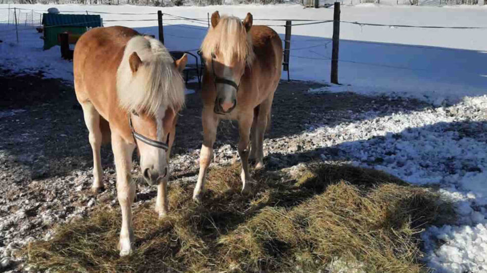 Reiten am Königbauerhof - Foto: Caroline Freistätter