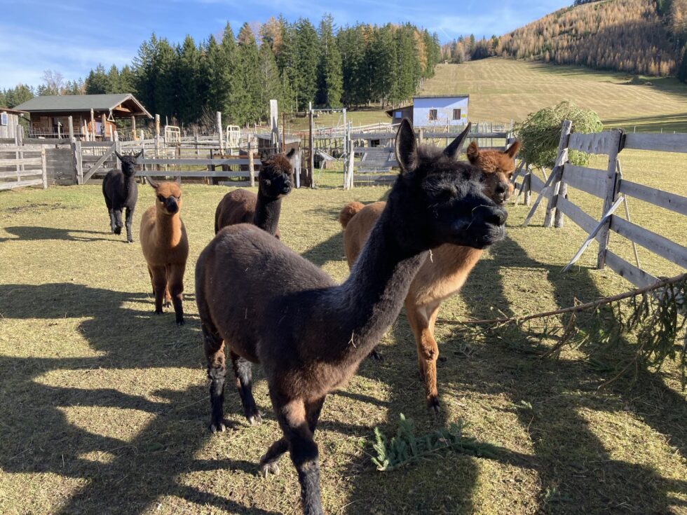 Alpakas auf Alex´s Alpaka Ranch