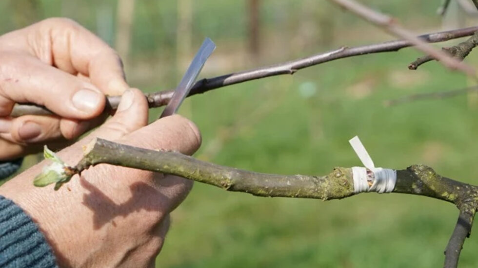 Veredelung von Obstbäumen - Foto: Herbert Ritthaler