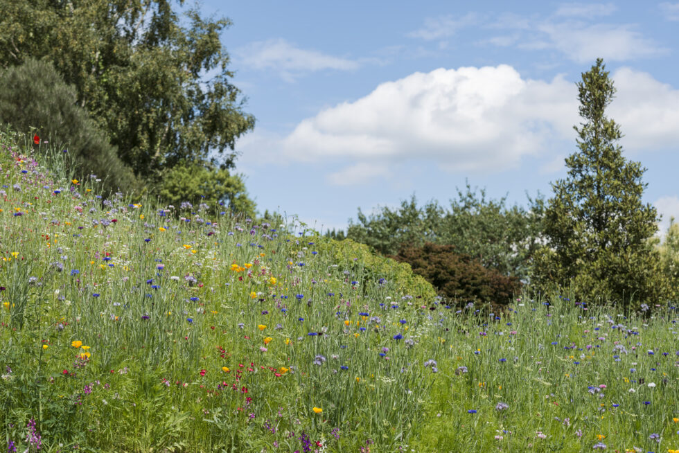 Wildblumenwiese - Symbolbild: INGImage