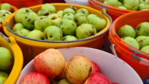 Mobile Obstpresse - Naturpark Ötscher Tormäuer